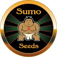 Sumo Seeds