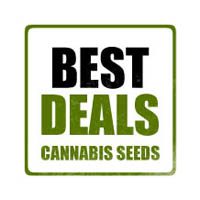 Graines de Cannabis Pas Chères