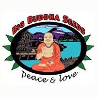 Big Buddha Seeds 