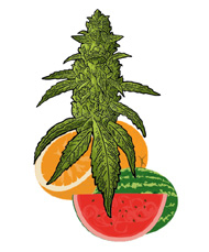 Variétés de Cannabis Fruitées