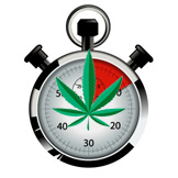 Graines Cannabis Floraison Rapide