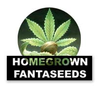 Fantaseeds