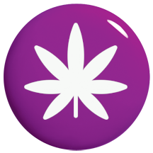Graines de Cannabis Purple