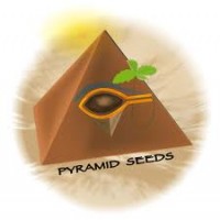 Pyramid Seeds