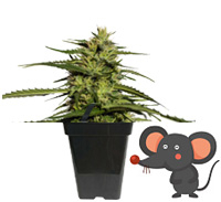 Varietes Cannabis de Petites Tailles