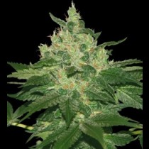 Afghan kush Regular