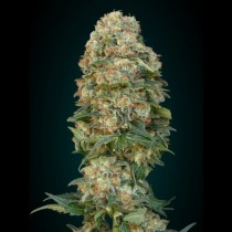 Afghan Skunk Advanced seeds