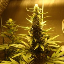 AK48