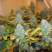Aurora Indica