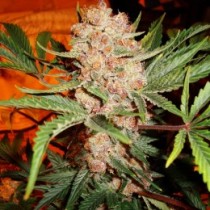 Bubblelicious Nirvana Seed