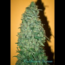 California Dream Mandala Seeds