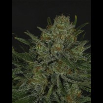 Double Glock Ripper seeds
