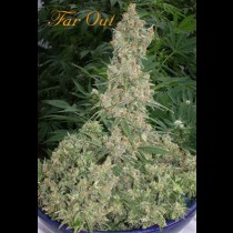 Far Out Mandala Seeds