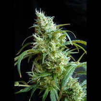 Flash Back Sweet Seeds