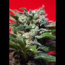 Ganesh Spirit Sweet seeds