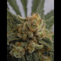 Grapegum Ripper seeds