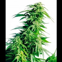 Hindu Kush Feminized
