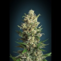 Ice Kush