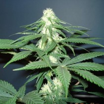 Master Kush Nirvana Seeds