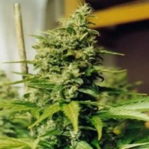 Medusa Nirvana Seed