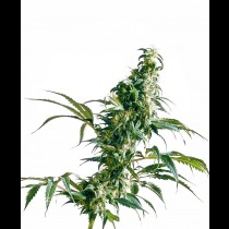 Mexican Sativa