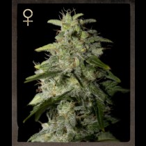 Money Maker Strain Hunters