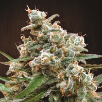 Nepal Jam Ace Seeds