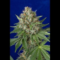og kush regular seeds