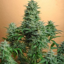 Papaya Nirvana seeds