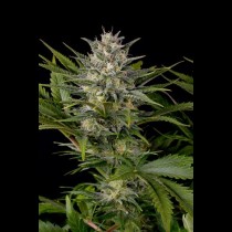Pineapple Skunk