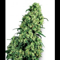 Skunk #1 feminised Strain