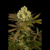 Sour Blueberry Review