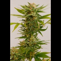 Sour Diesel 