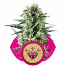 kush