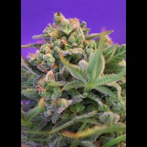 Sweet Cheese 
