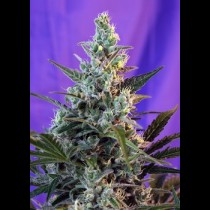 Sweet Skunk 