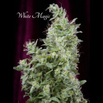 White Magic