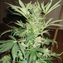 White Rhino Strain
