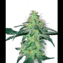 White Skunk Strain