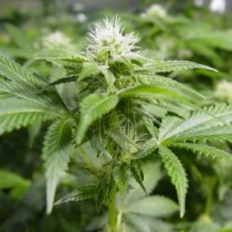 White widow 