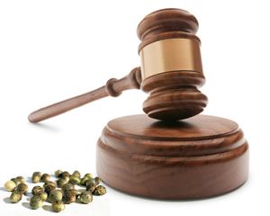 Législation graines de cannabis