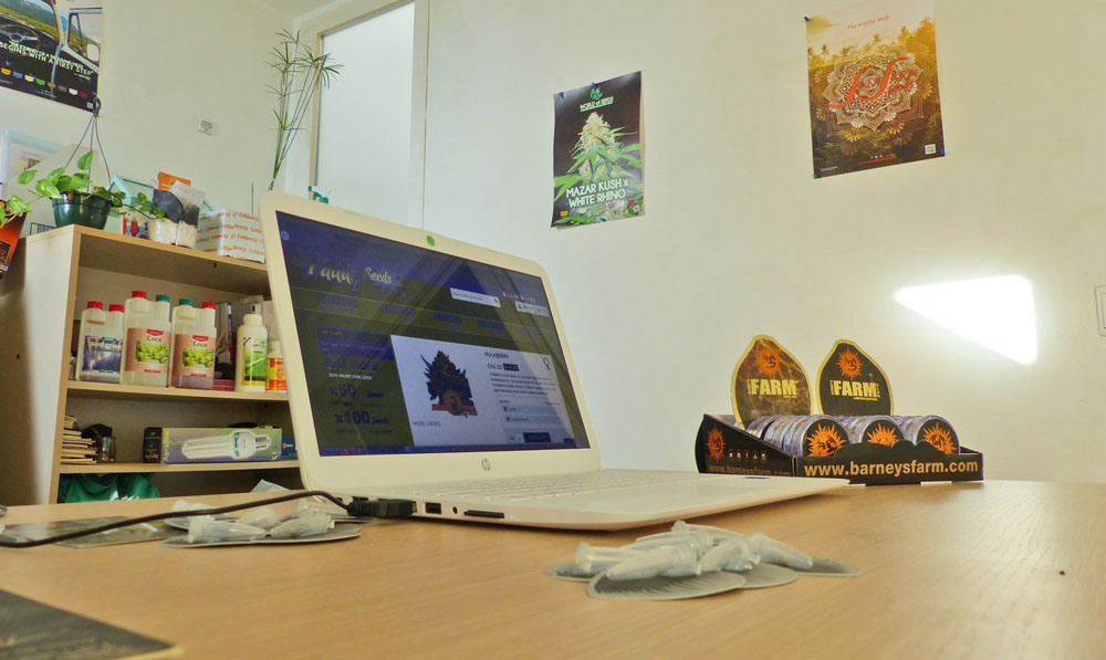 Paddy Seeds bureau Malaga